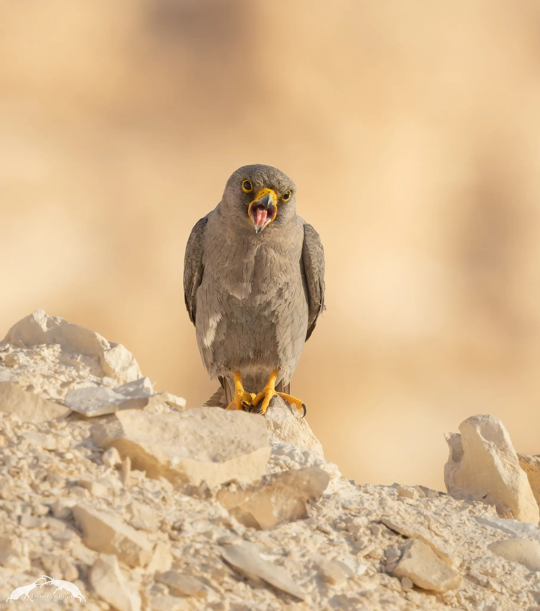 Tel Dor beach at sunset